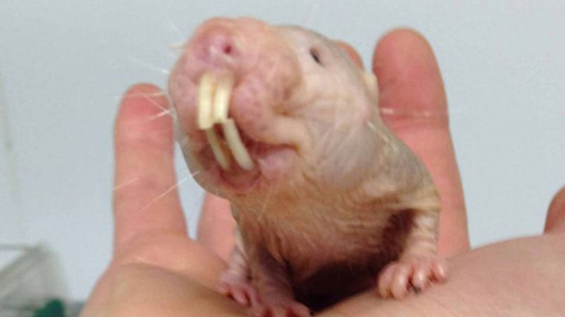 Ugly naked guys': How do naked mole rats avoid ageing and cancer? | Euronews