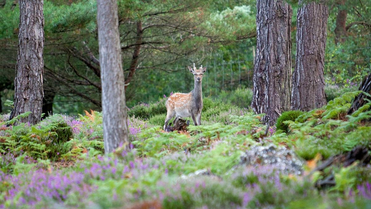 Where is Brownsea Island? This under-the-radar UK island is made for ...