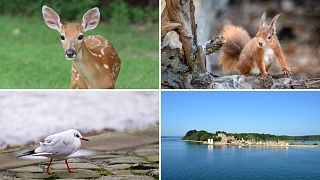 Brownsea Island offers sanctuary to a vast number of birds, red squirrels and sika deer.