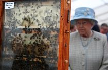 II. Erzsébet az Aberdeeni Méhészek Egyesületének méheit vizsgálja 2014-ben