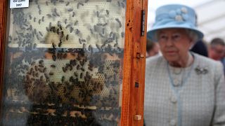 II. Erzsébet az Aberdeeni Méhészek Egyesületének méheit vizsgálja 2014-ben