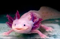  The Axolotl salamander, native to Mexico, are unusual among amphibians in that they reach adulthood without undergoing metamorphosis and taking to the land.