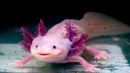  The Axolotl salamander, native to Mexico, are unusual among amphibians in that they reach adulthood without undergoing metamorphosis and taking to the land.