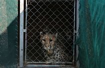 Uno de los guepardos en su jaula antes de salir rumbo a la India.
