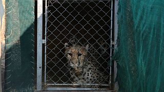 Uno de los guepardos en su jaula antes de salir rumbo a la India.