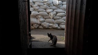 кошка в овобождённом от российской оккупации посёлке Казачья Лопань