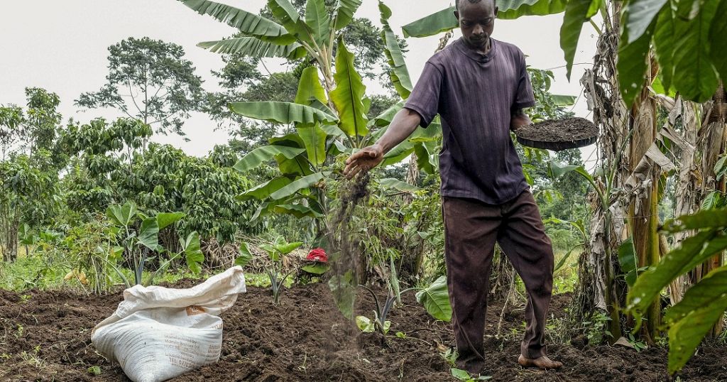 Uganda: Farmers switch to organic fertilizers as price of chemical hikes