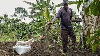 Ouganda : le coût des engrais pousse les agriculteurs à passer au bio