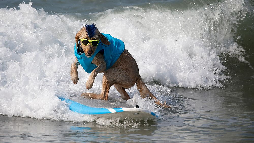VIDEO : Dogs hit the surfboards to raise money for shelter orphan pets