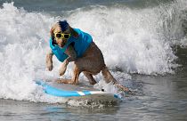 Um cão surfista na crista da onda
