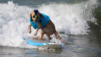 A dog surfing.