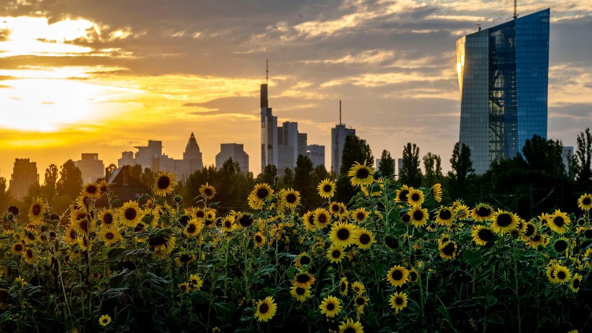 Sunflowers blossom in front of the European Central Bank, right, in Frankfurt, Germany.