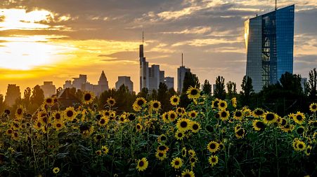 Sunflowers blossom in front of the European Central Bank, right, in Frankfurt, Germany.