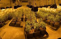 Police dismantled an indoor cannabis plantation as part of the operation.
