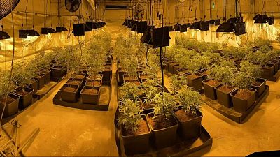 Police dismantled an indoor cannabis plantation as part of the operation.