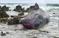 Tazmanya'da karaya vuran 14 balina öldü
