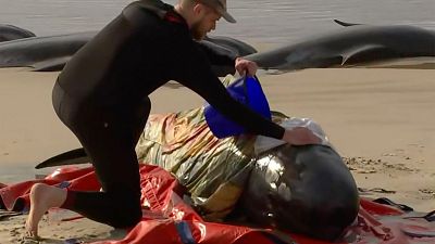 A rescuer pours water on one of stranded whales on Ocean Beach, near Strahan, Australia. A rescuer pours water on one of stranded whales on Ocean Beach, near Strahan, Australia.