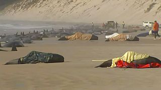 Cétacés échoués sur une plage près de Strahan (Australie), le 21/09/2022 - Capture d'écran d'une vidéo de l'Australian Broadcasting Corporation