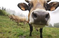 عناية خاصة تحظى بها أبقار غاليسيا الإسبانية للحصول على أجود أنواع اللحوم في العالم