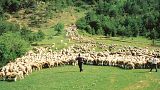 Das Naturschutzgebiet Picos de Europa ist der Mittelpunkt der Käseherstellung in Asturien.