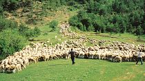 Le parc national de Picos de Europa est le centre de la fabrication du fromage dans les Asturies.