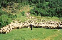 O Parque Nacional dos Picos de Europa é o centro de fabrico de queijo nas Astúrias.