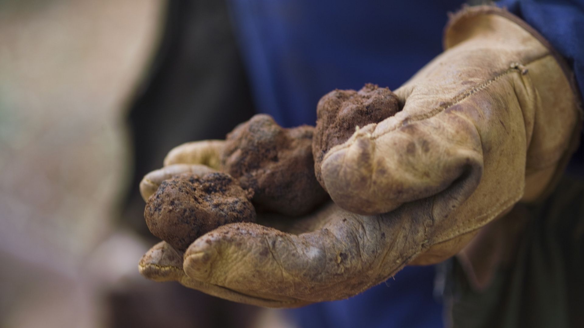 ‘Black gold’ Why Spain’s black truffles are so popular Euronews