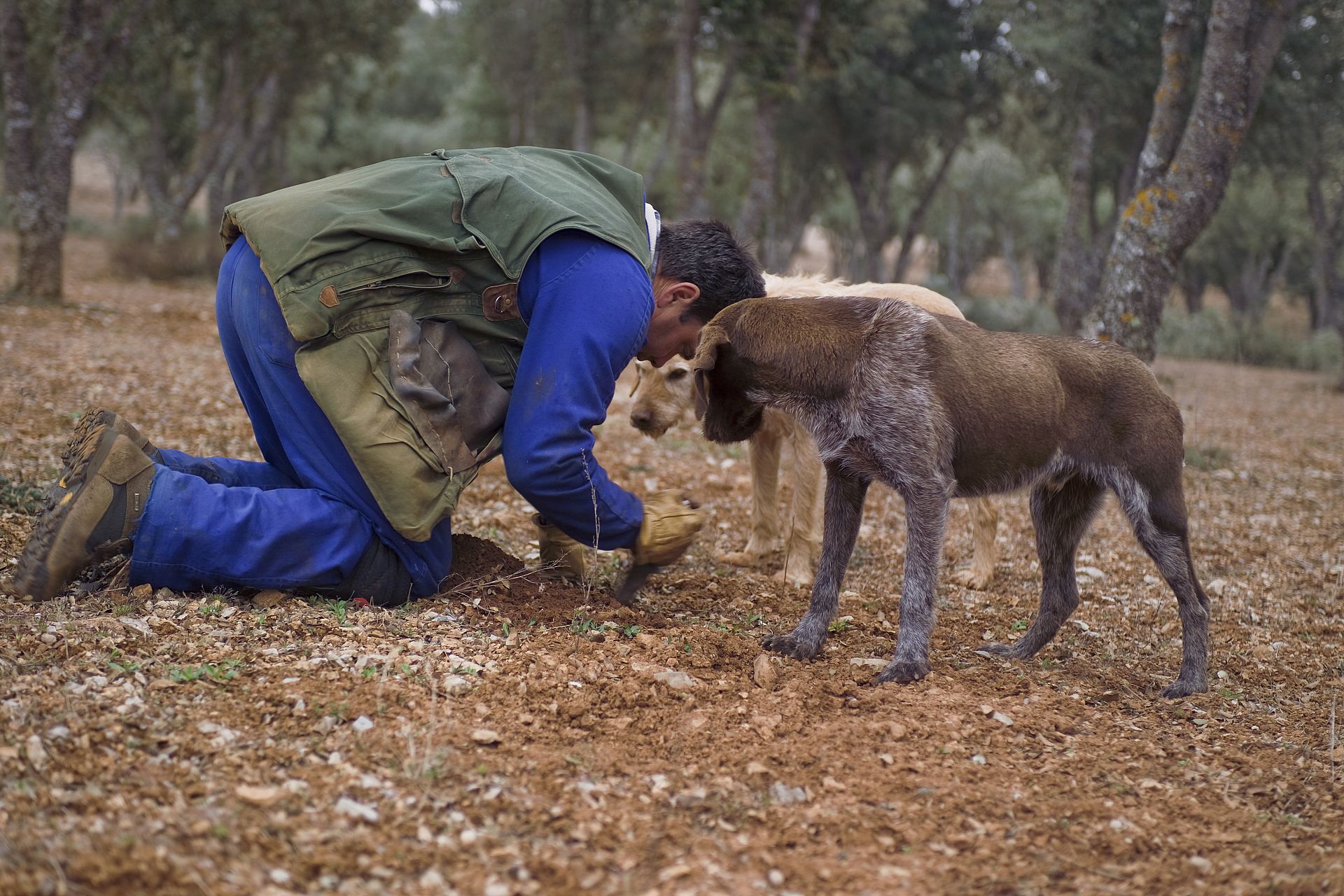 ‘Black gold’ Why Spain’s black truffles are so popular Euronews