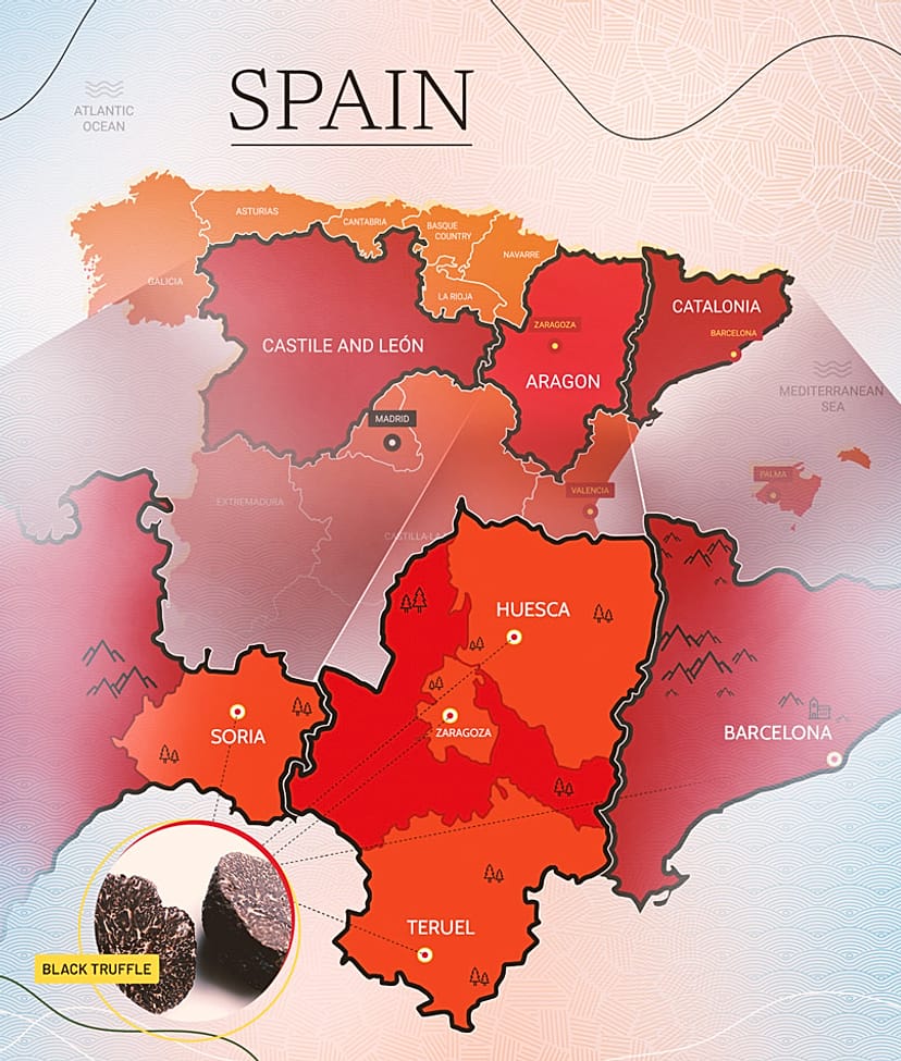 ‘Black gold’: Why Spain’s black truffles are so popular | Euronews