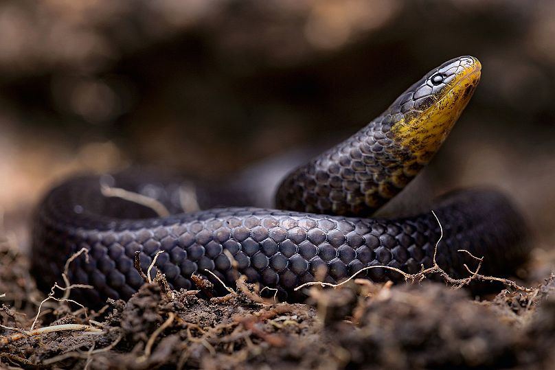 Three new snake species discovered living under graveyards and churches in  Ecuador | Euronews