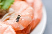 Flies typically vomit on food before they consume it, leaving behind traces of what they have previously eaten like faeces or sewage.