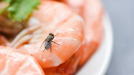 Flies typically vomit on food before they consume it, leaving behind traces of what they have previously eaten like faeces or sewage.