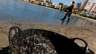 The law codifies the lagoon's right "to exist as an ecosystem and to evolve naturally" and recognises its right to protection, conservation and restoration. The law codifies the lagoon's right "to exist as an ecosystem and to evolve naturally" and recognises its right to protection, conservation and restoration.