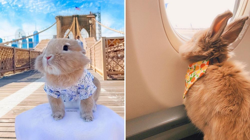 Pet travel: Tips for travelling with your bunny from a cotton-tailed TikTok star