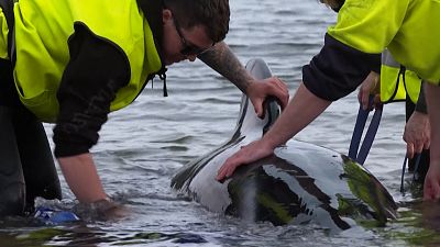 Rescuers use sling to move one of whales in water