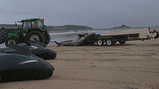 Trabajadores remolcando hacia el mar los cadáveres de las ballenas muertas en la bahía de Macquarie, en la costa oeste de Tasmania (Australia).  