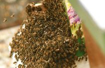 O mel é considerado uma das ruiquezas da Ucrânia