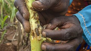 Army worms devastate maize fields in DR Congo's east