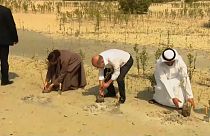 Il cancelliere tedesco Olaf Scholz e la ministra per il clima Mariam Almheiri piantano una mangrovia