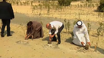 Em Abu Dhabi, chanceler alemão planto, de forma simbólica, uma árvore num mangal