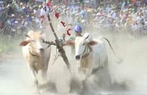 Ochsenrennen beim Khmer-Festival