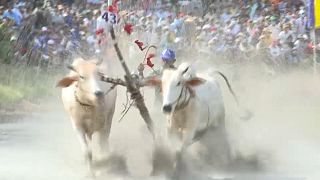 Ochsenrennen beim Khmer-Festival