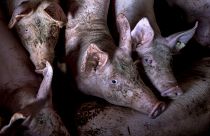 Mastschweine