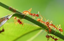 Researchers estimate that there are 20 quadrillion ants in the world.