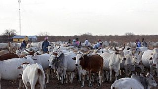 Kenya : un vol de bétail vire au drame dans le nord