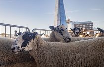 A small heard of sheep was taken across London Bridge - and back again on 25 Sunday, 2022.