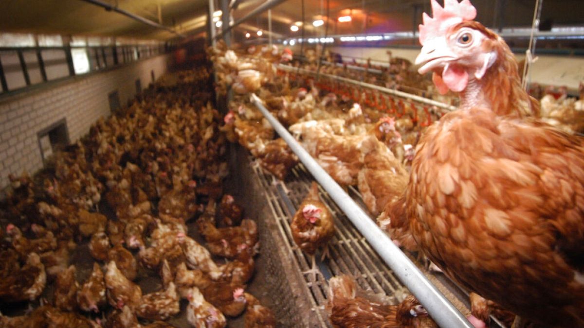 صورة من الارشيف- دواجن داخل مزرعة دجاج في بيكسيم، جنوب شرق هولندا
