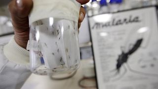 Paludisme : des scientifiques auraient réussi à modifier génétiquement les moustiques