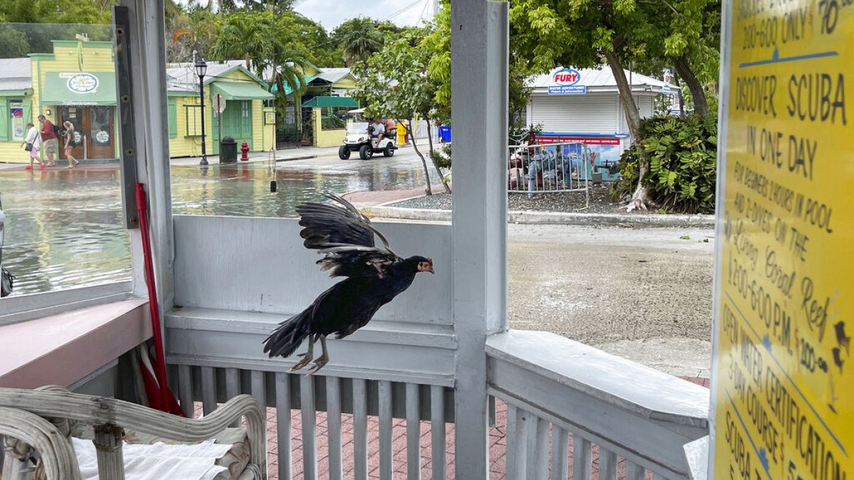 A chicken leaves its roost at a dive boat's unmanned booking booth in Key West, Florida on Monday, as King Tides begin to flood city streets.