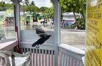 A chicken leaves its roost at a dive boat's unmanned booking booth in Key West, Florida on Monday, as King Tides begin to flood city streets.